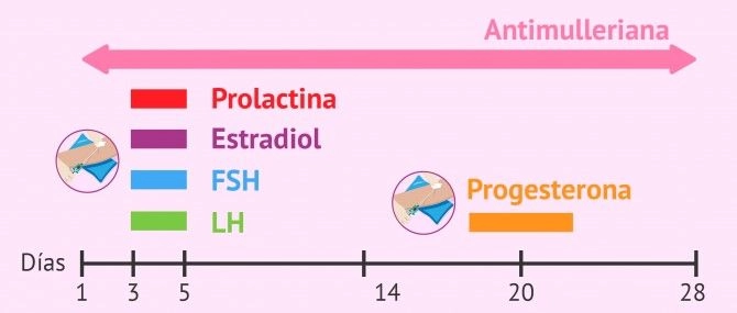 Pruebas de Fertilidad en la mujer ¿Cuáles son, como realizarlas y precios? 4 Pruebas de Fertilidad en la mujer ¿Cuales son como realizarlas y precios