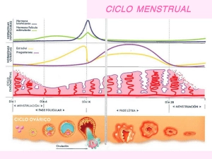 ciclo menstrual