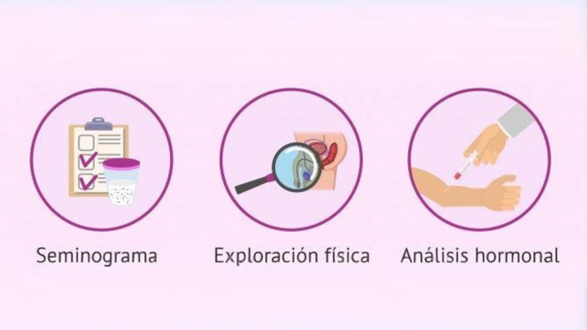 Pruebas de fertilidad en el hombre cuales son y en que consisten